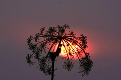 　　夕陽抱いて