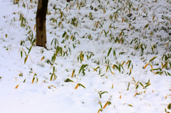 　　　里山降雪