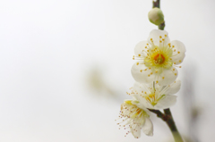 　　春呼ぶ花　4 