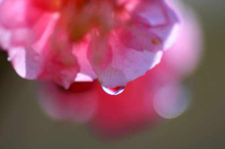 　　　花しずく