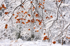 　　　雪の朝　　3