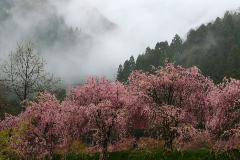 　　さくら 桜 櫻　(20