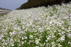 　　　花咲く土手