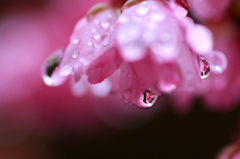 　　　花雫　8