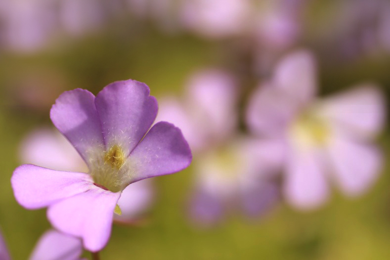 　　花摘み　6 
