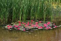　　　花舞台