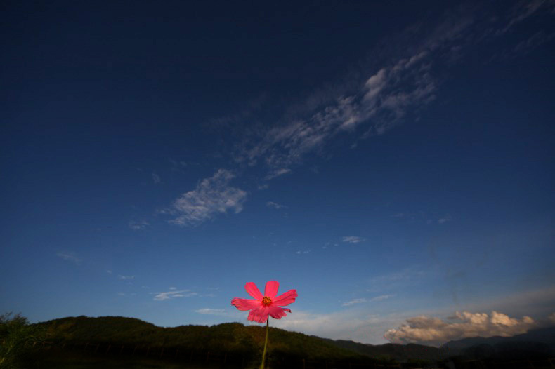 　　　赤い花一輪