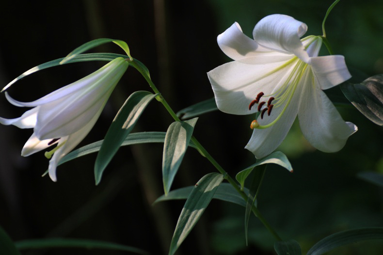 　　　花色美しく　3