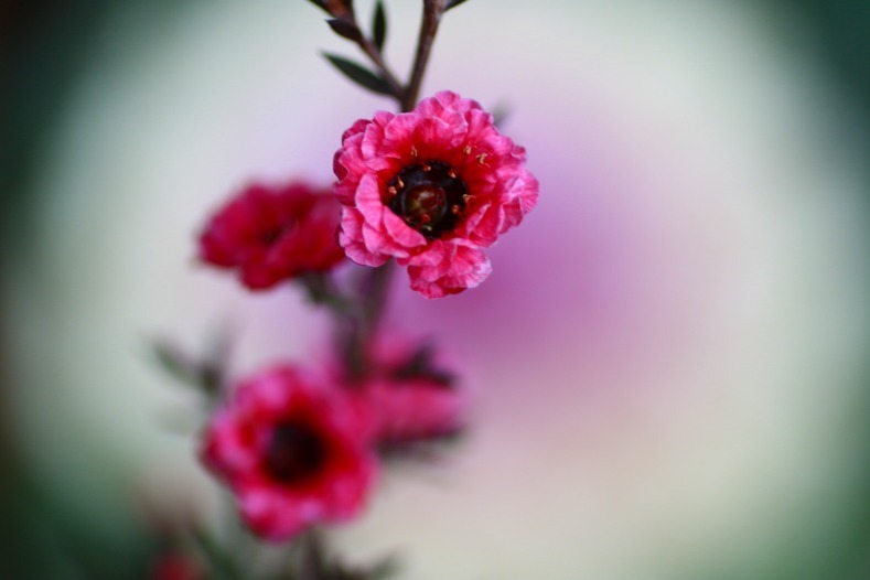 花輝く