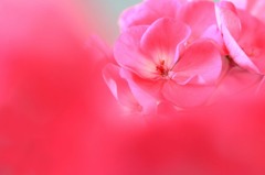 紅色の想い