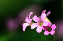 　　　花写　5
