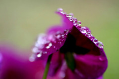　　　雨しずく