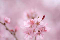 　　　櫻　桜　さくら　(3