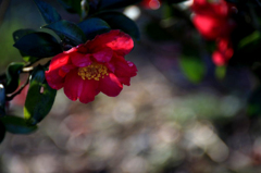 　　花摘み　13