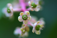 　　　野に咲いて　　4