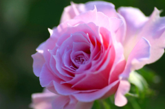 　　　秋薔薇咲いて　　8
