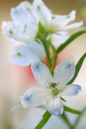 　　　花の歳時記　3