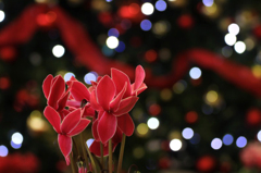 　　クリスマスがやってくる