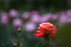 秋薔薇　(7 