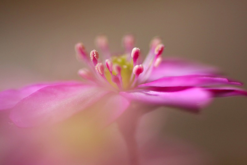 　　花のワルツ