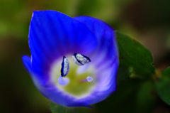 　　花便り　6