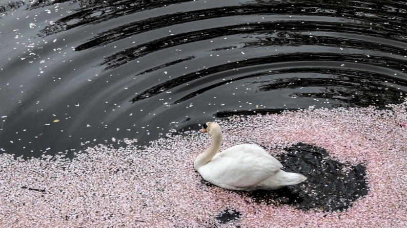 　花筏　　2