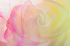 秋薔薇　2