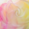 秋薔薇　2