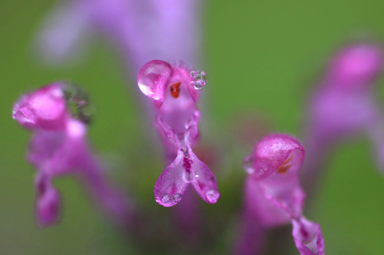 　　　花雫　7