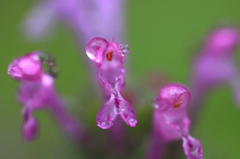 　　　花雫　7