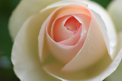 薔薇の回廊　　7