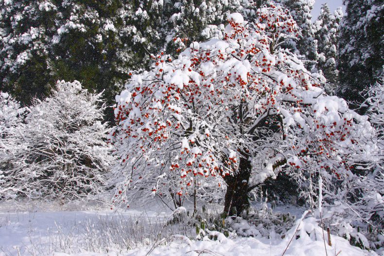 　　　雪の朝　　2