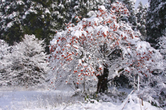 　　　雪の朝　　2
