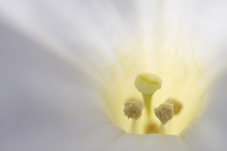 　　　花芯　　1