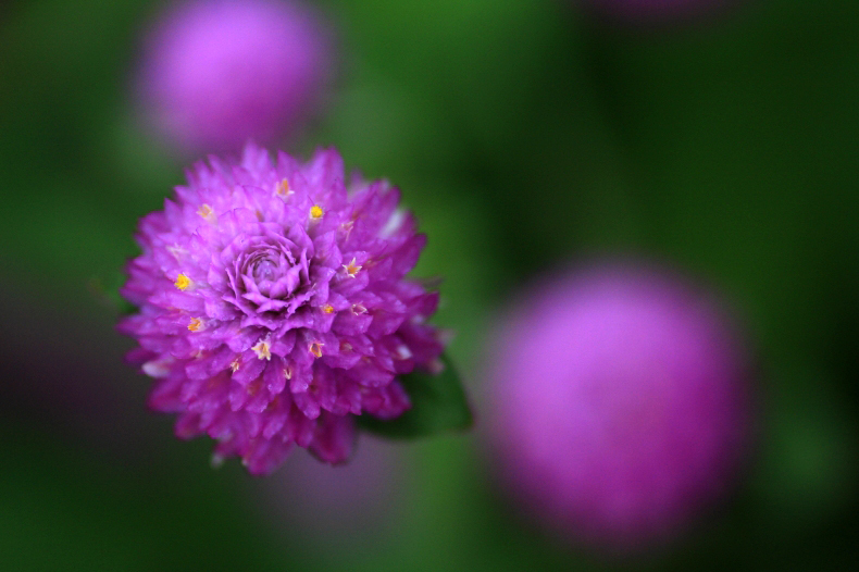 　　花写　2　センニチコウ