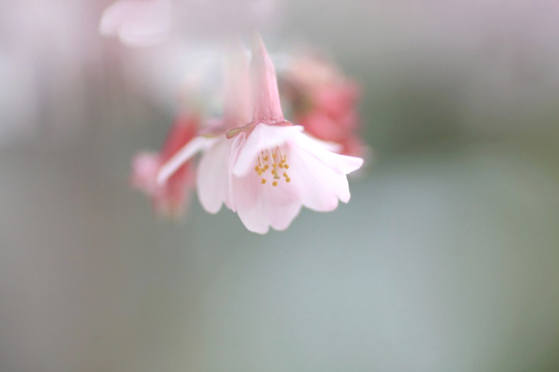 　　淡い春