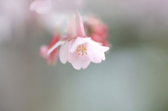 　　淡い春