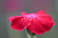 　　　雨の言葉