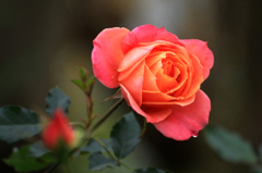 　　　花の涙