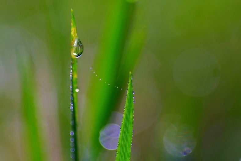 水玉の詩　(22