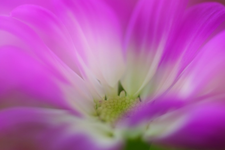 花恥じらい
