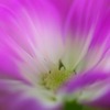 花恥じらい
