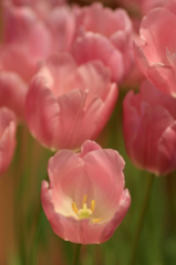 　　　花摘み　6