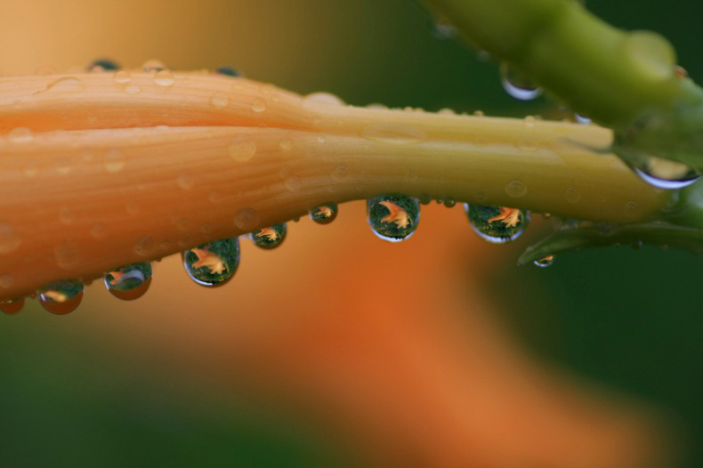 　　　水中花