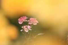 秋薔薇　(5 