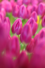 　　　花の歳時記　7