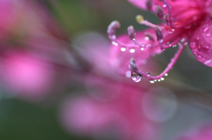 　　　花しずく　2