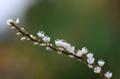 　　　小さな小さな花