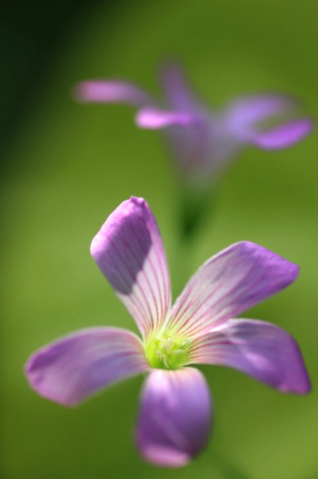 　　　花摘み　4　　　