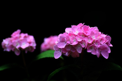 紫陽花の詩　6